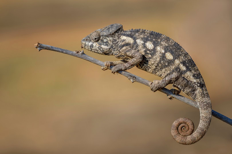 Oustalet's Chameleon