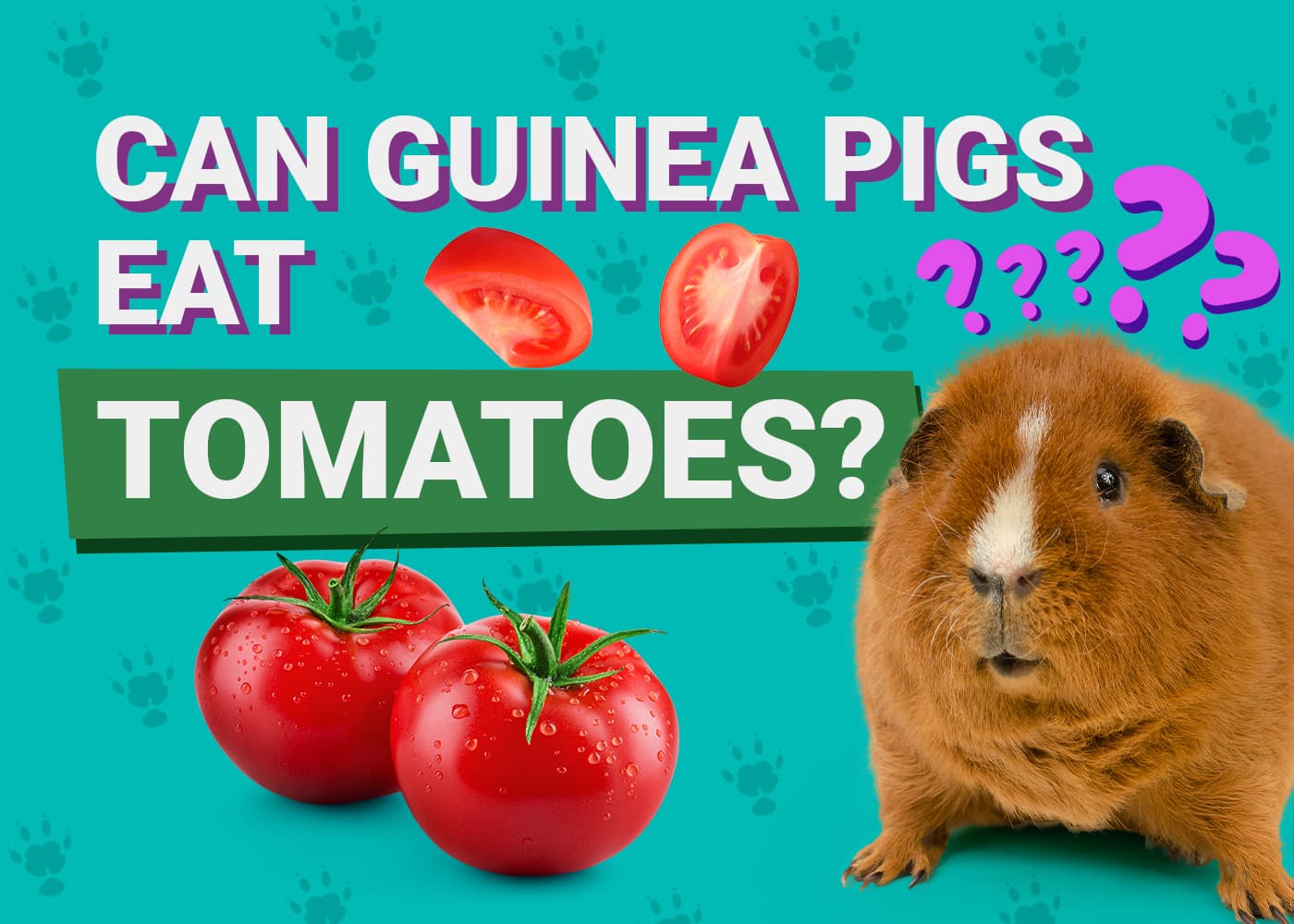 Can Guinea Pigs Eat_tomatoes
