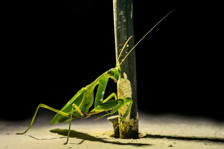 Praying mantis