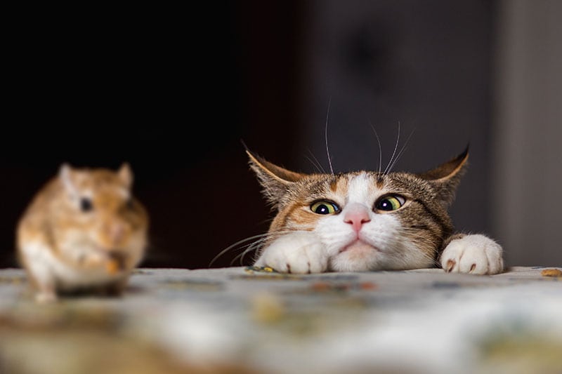 Pretty ginger cat playing with little gerbil mouse on the table