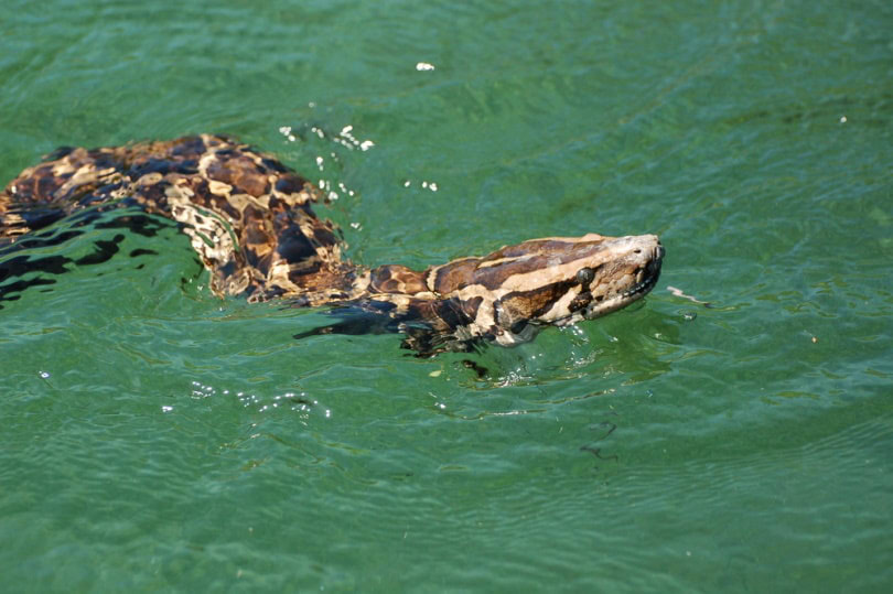 Python in the water