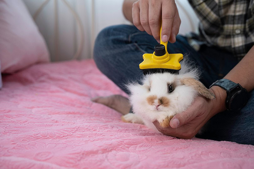 Rabbit Shredding