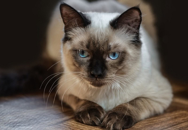 Ragdoll