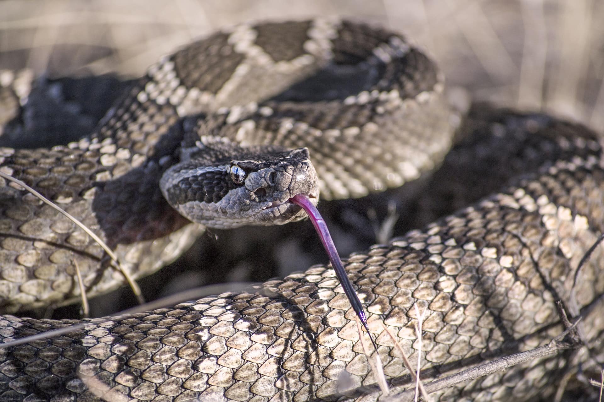 Rattlesnake-Pixabay