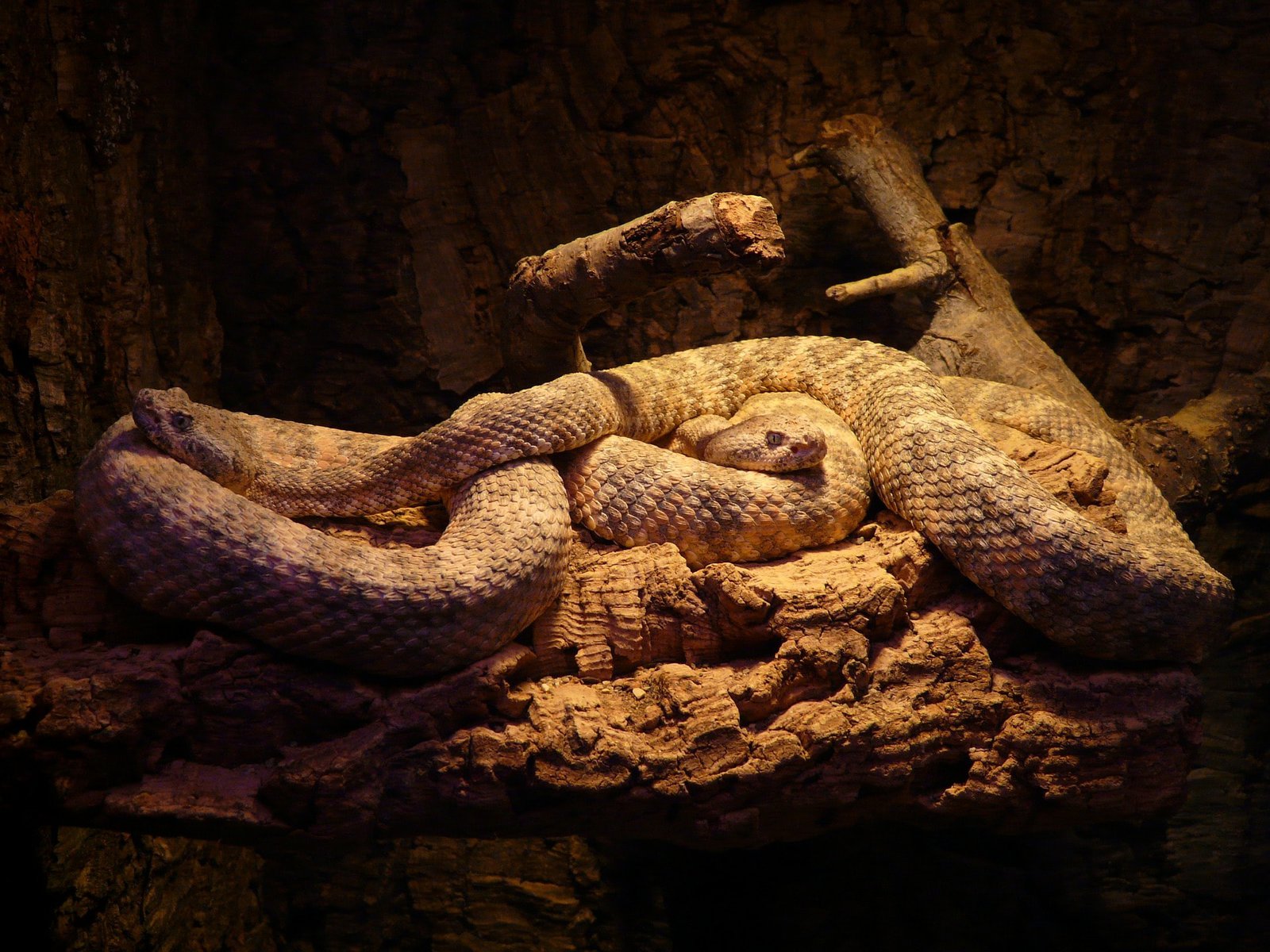 Rattlesnake-Pixabay1