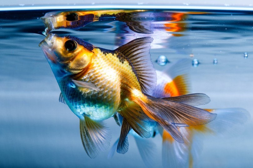 Ryukin Goldfish