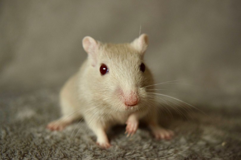 Sapphire Gerbil