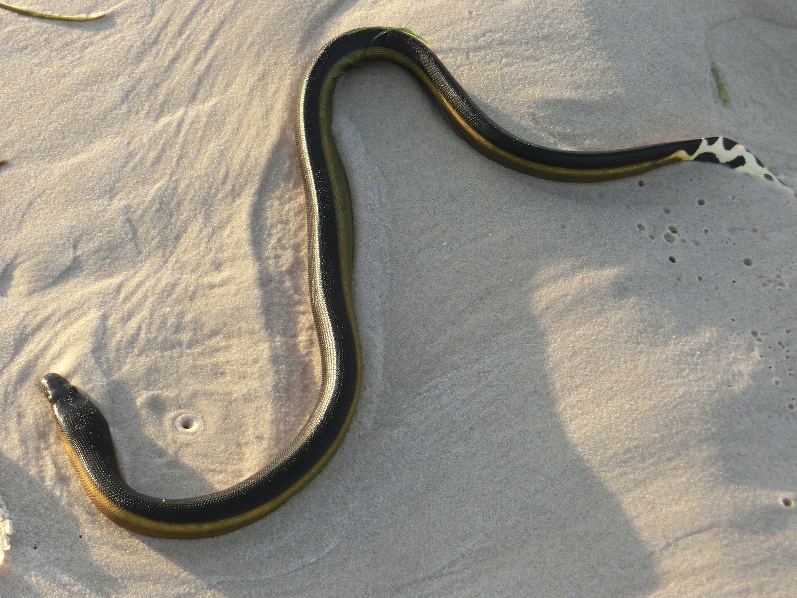 Sea Snakes-Pixabay
