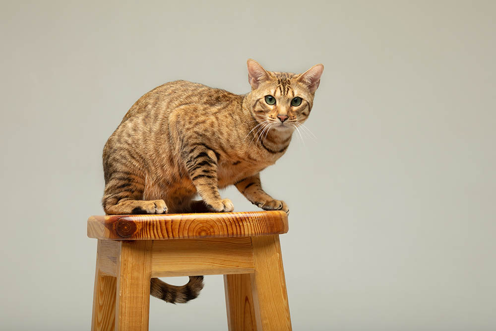 Serengeti Cat on a grey background