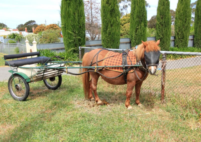 Shetland pony with a buggy attached