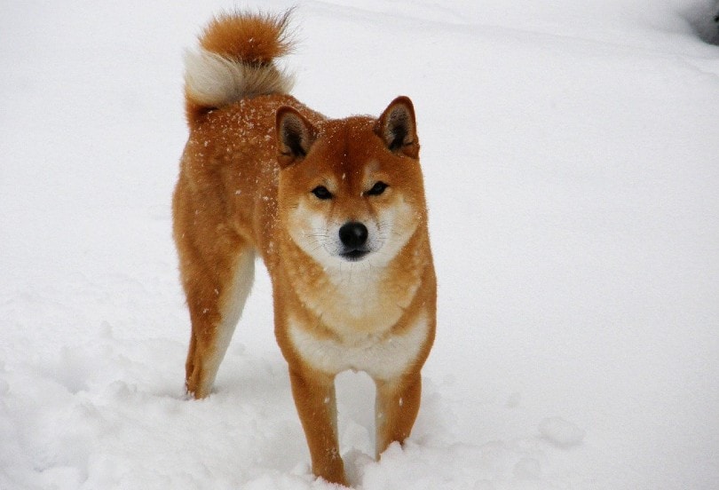 Shiba Inu
