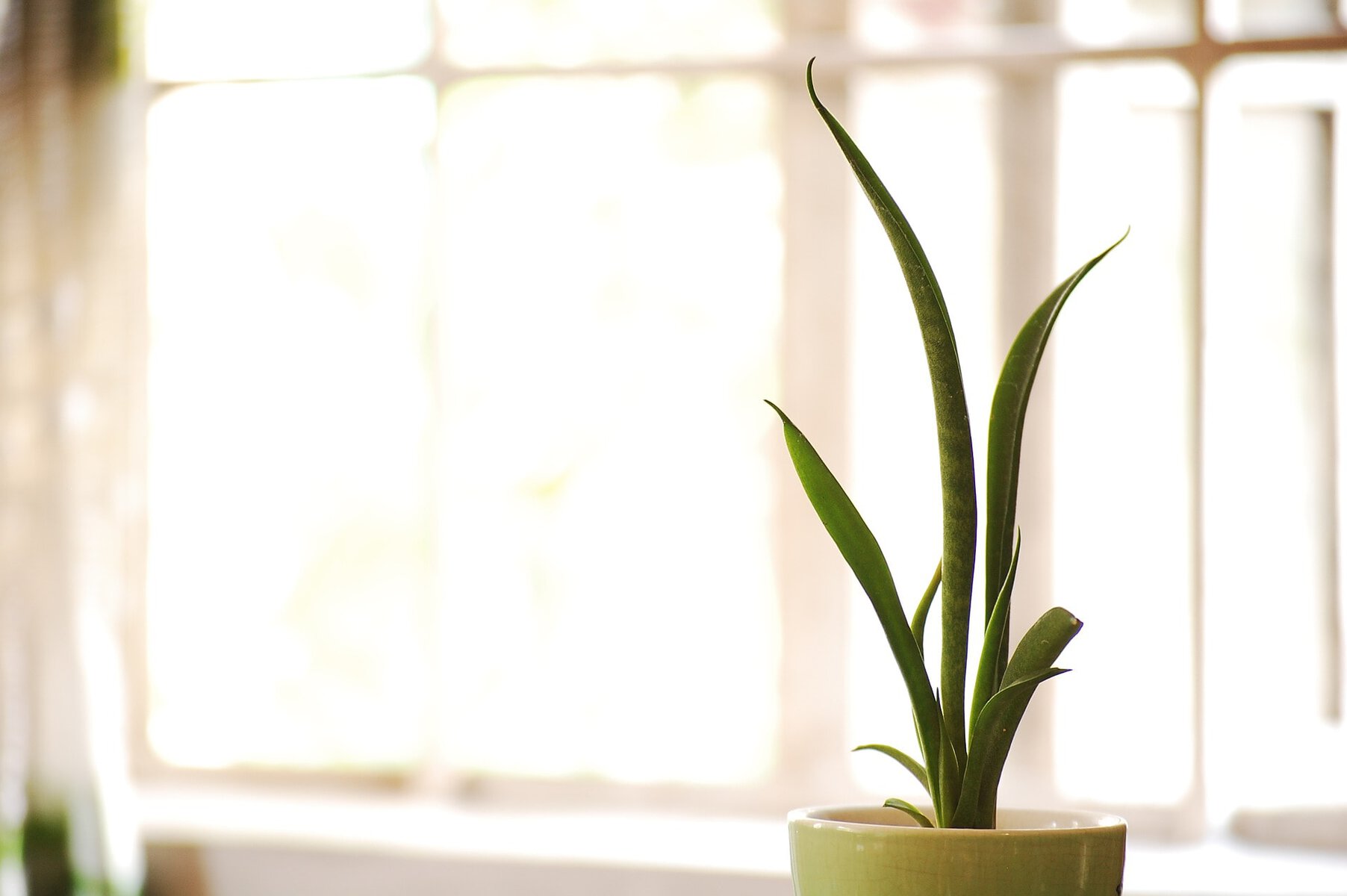 Snake Plant