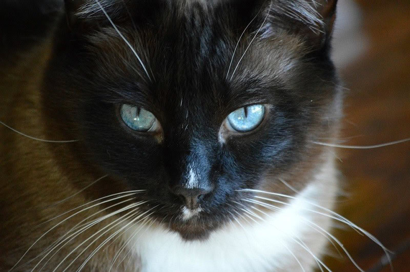 Snowshoe cat