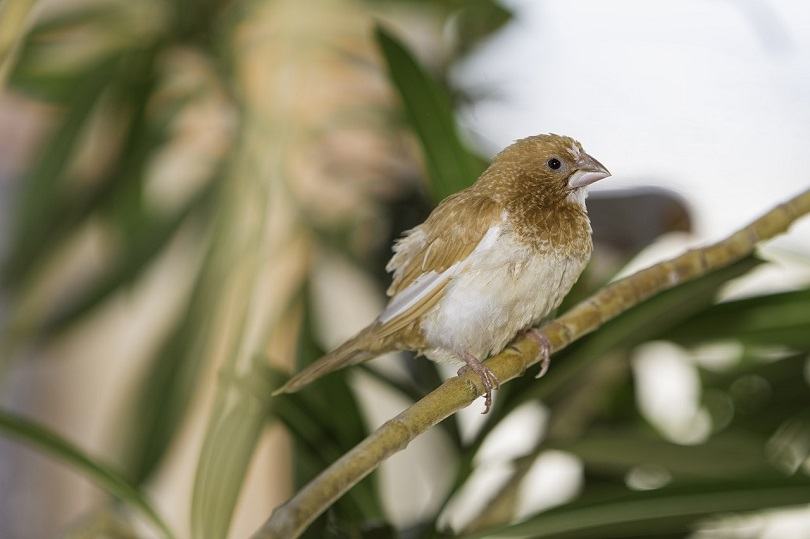 Society Finches-pixabayy