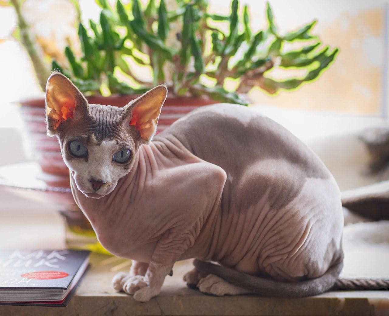 Sphynx Cat