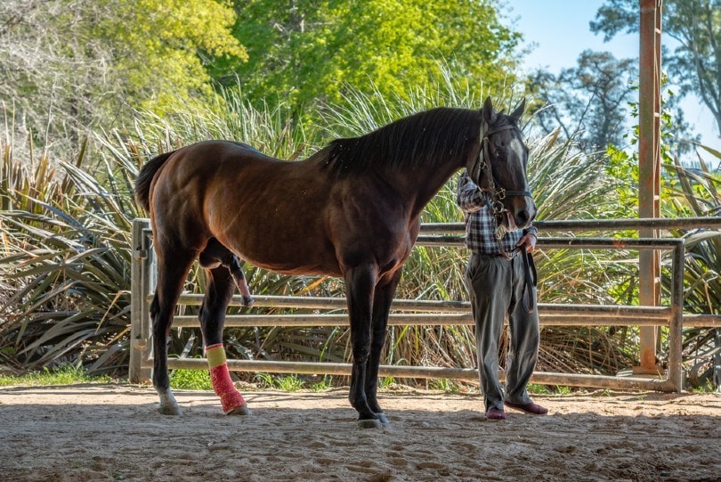 Stallion horse with an erection