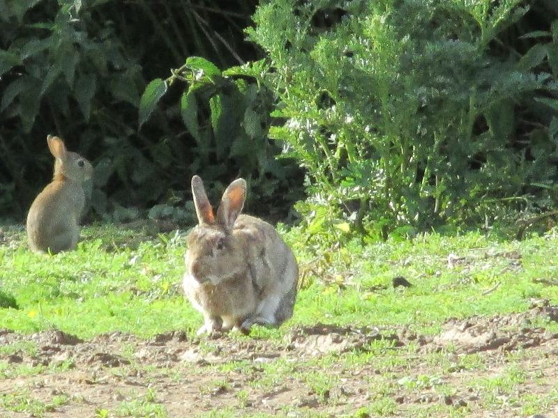 Sussex-rabbits