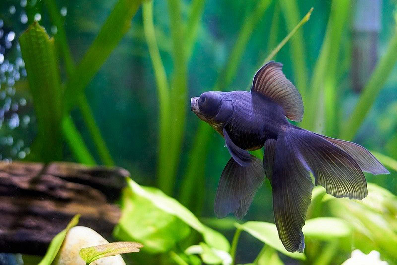 Telescope Goldfish