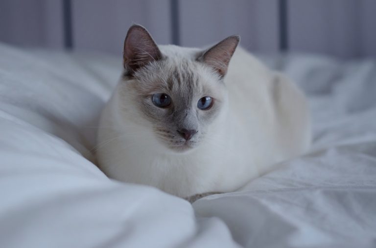 Thai cat lilac point_shutterstock_Alexandra Kuzmina