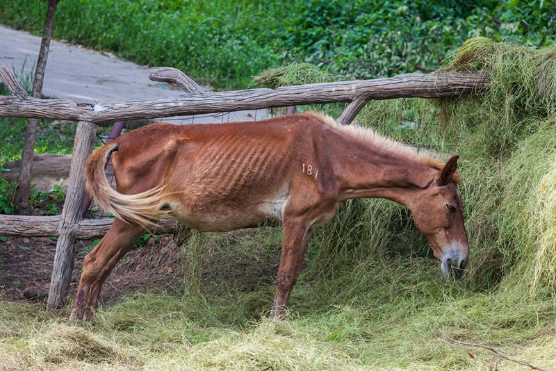 Thin sick horse