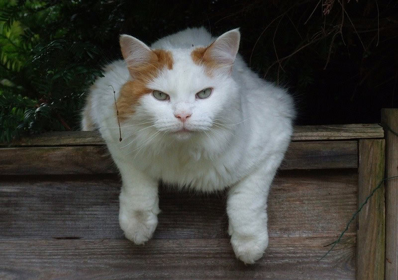 Turkish Van