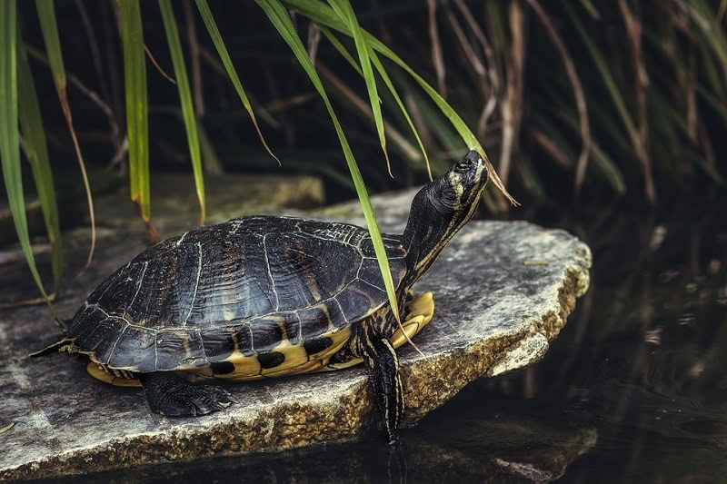 Turtle Pond