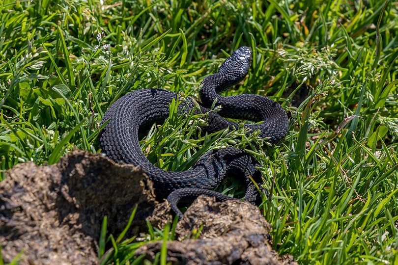 Vipera berus