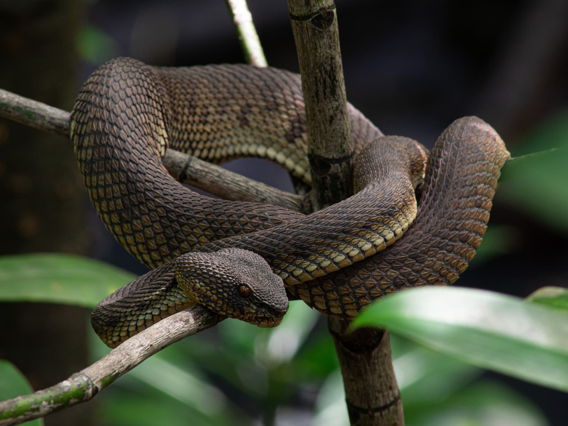Vipers and Pit Vipers-Pixabay
