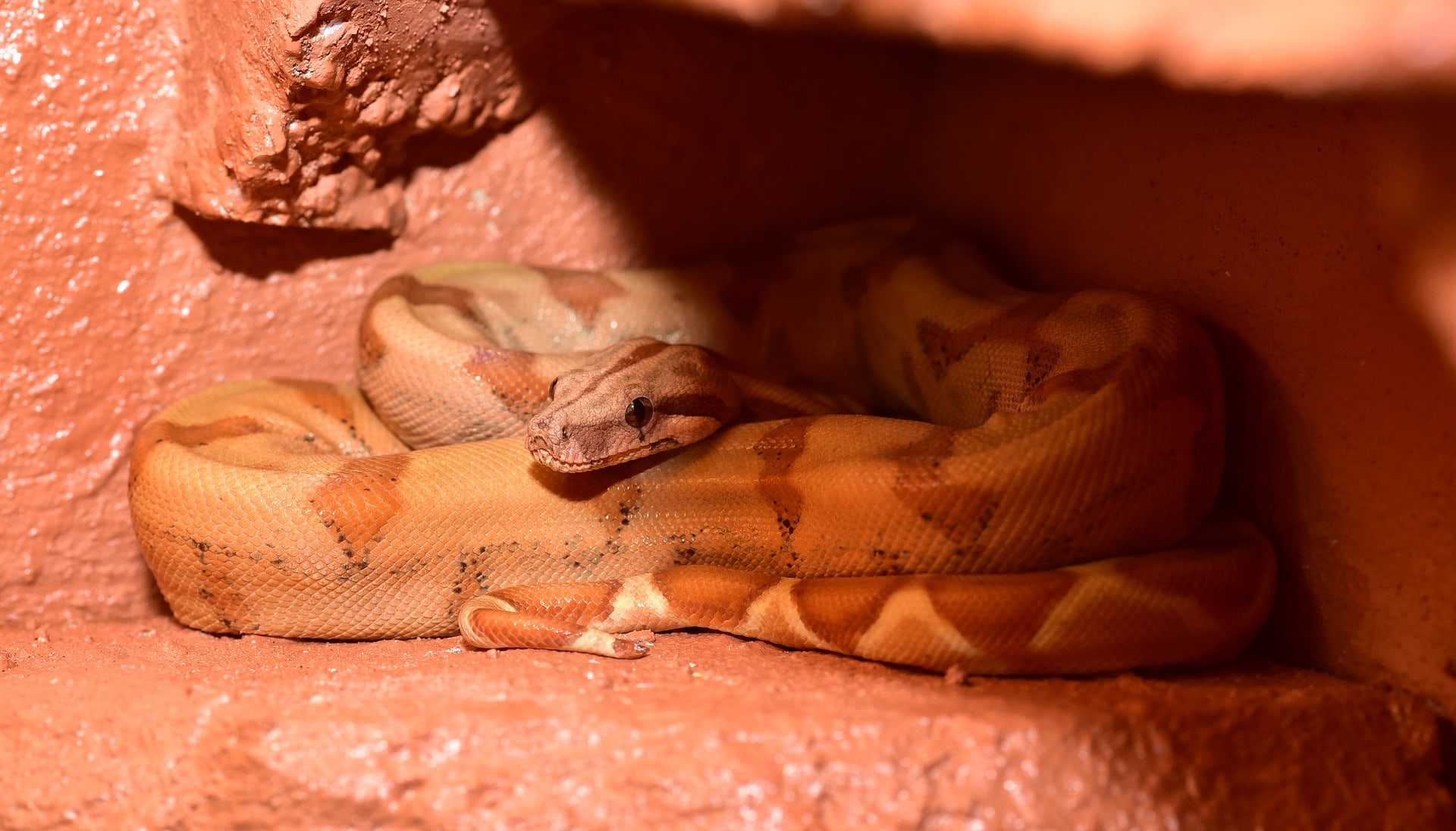 Viviparous- Pixabay