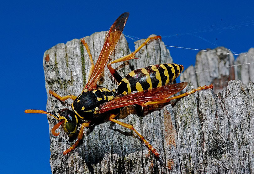 Wasp