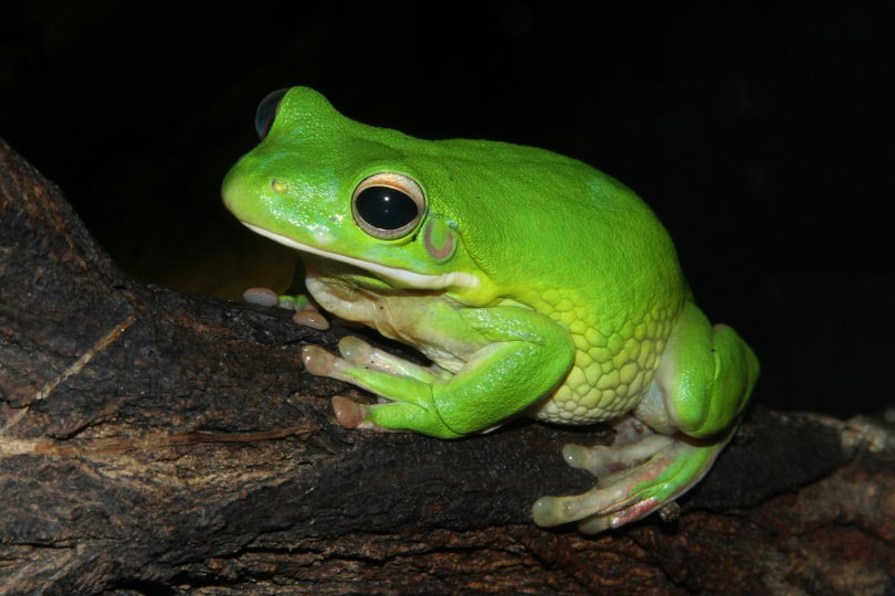 White Lipped tree frog