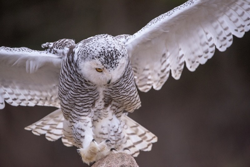 White Owl