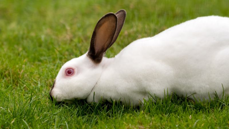 Young White Albino Rabbit lying on Grass