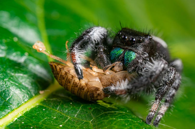 a jumping spider eating cockroach on a green leaf