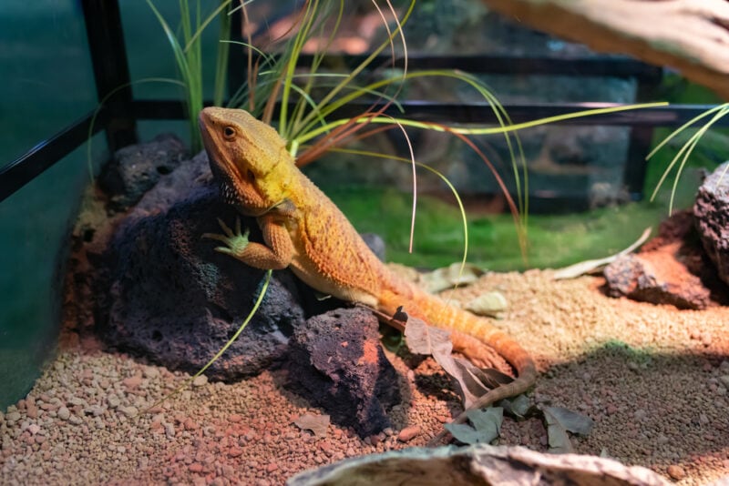 a pet chameleon in a tank