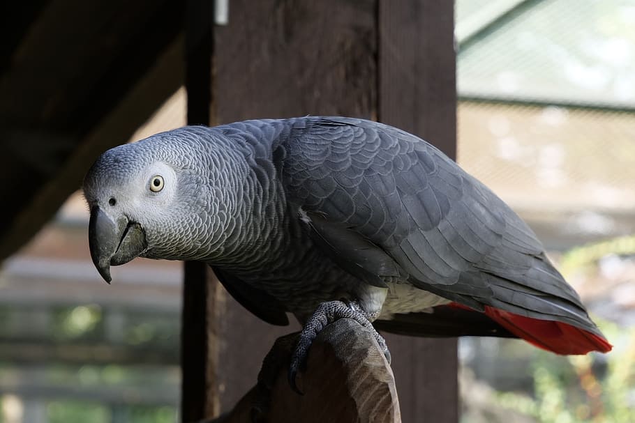 african grey parrot