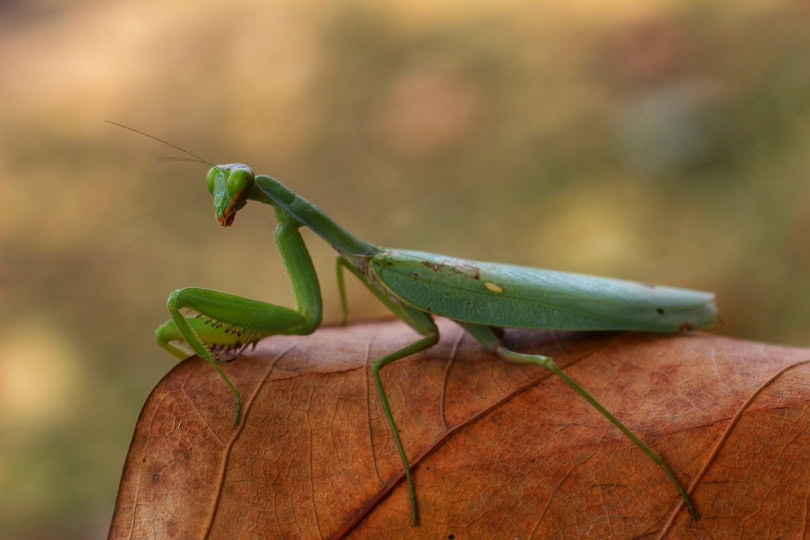 african praying mantis