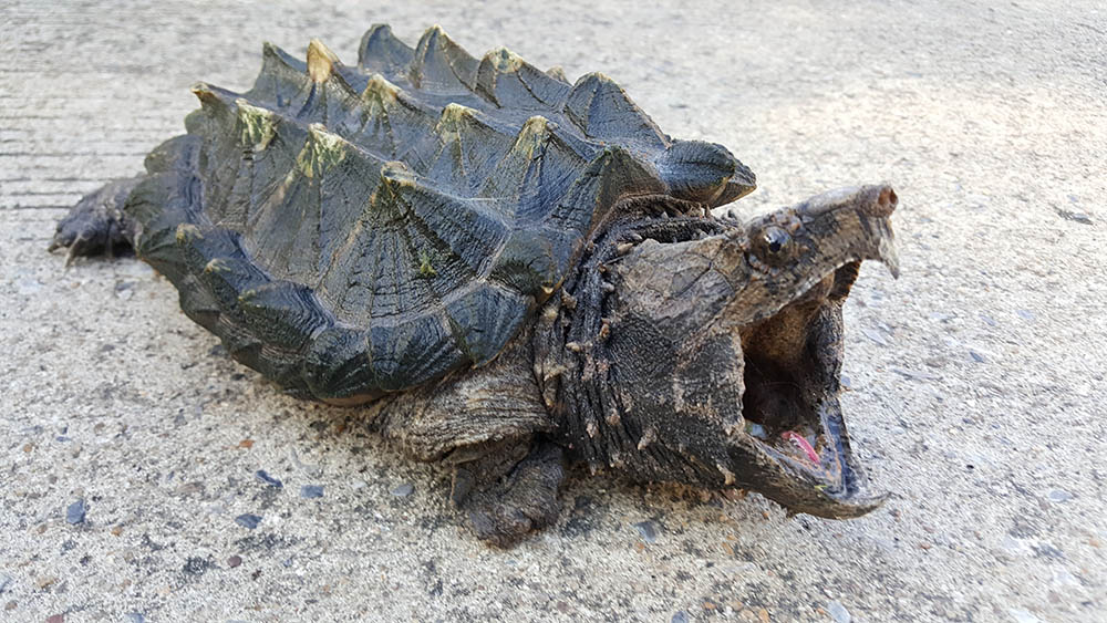 alligator-snapping-turtle-on-the-road