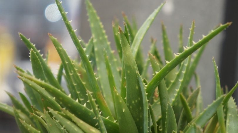 aloe vera