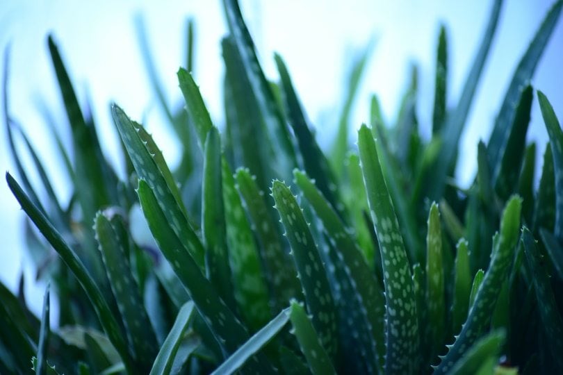 aloe-vera_PollyDot_Pixabay