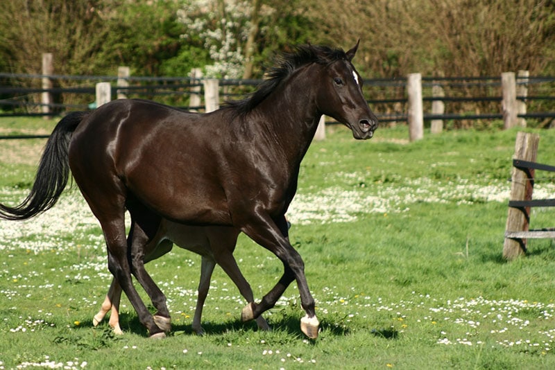 american quarter horse mare and foal in the field