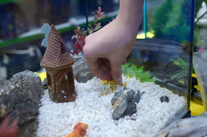 aquarium set up_Krysja_Shutterstock