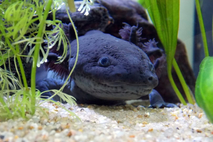 axolotl black_Tinwe_Pixabay