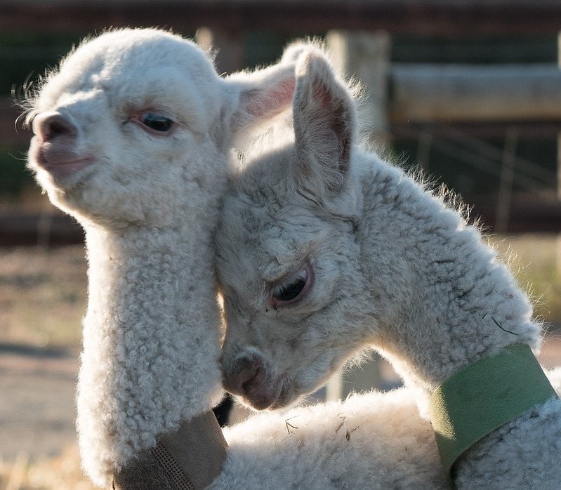 baby alpacas