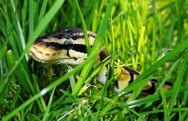 ball python slithering through grass