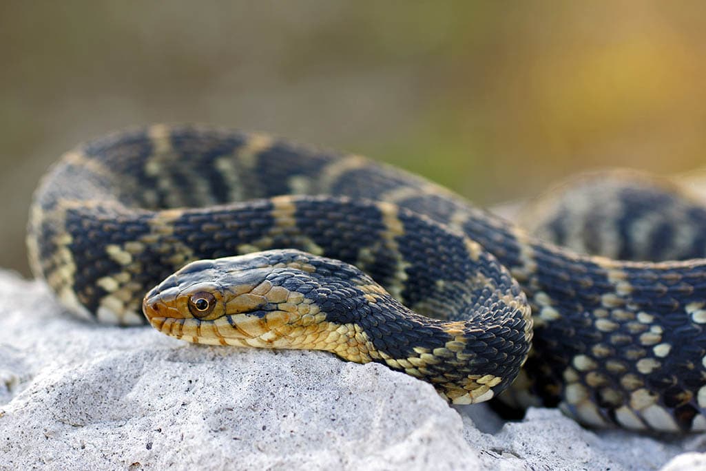 Banded water snake