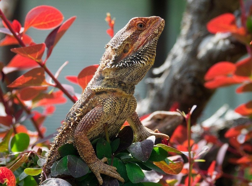bearded dragon