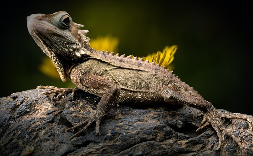 bearded dragon in wood