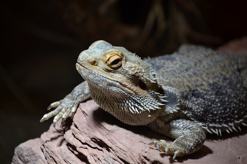 bearded-dragon-DJDStuttgart, Pixabay
