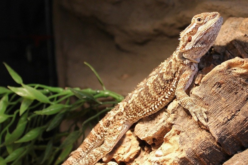 bearded dragon side view